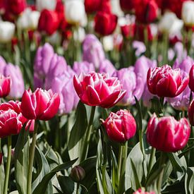 Champ de tulipes sur Esther de Cuijper