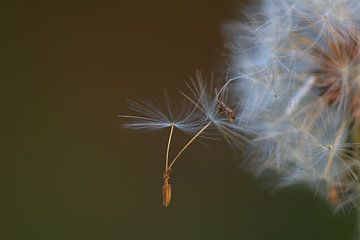 Fruchtflaum Löwenzahn von Jeroen Grit