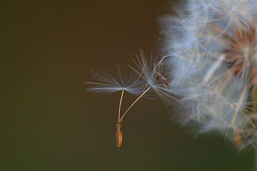 Fruchtflaum Löwenzahn