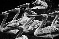 Pelikanen in het water van Rijza Hofstede thumbnail