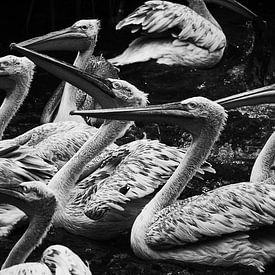 Pelicans in the water by Rijza Hofstede