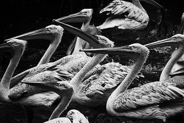 Pelikane auf dem Wasser von Rijza Hofstede