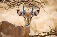 Springbok par Guus Quaedvlieg Aperçu