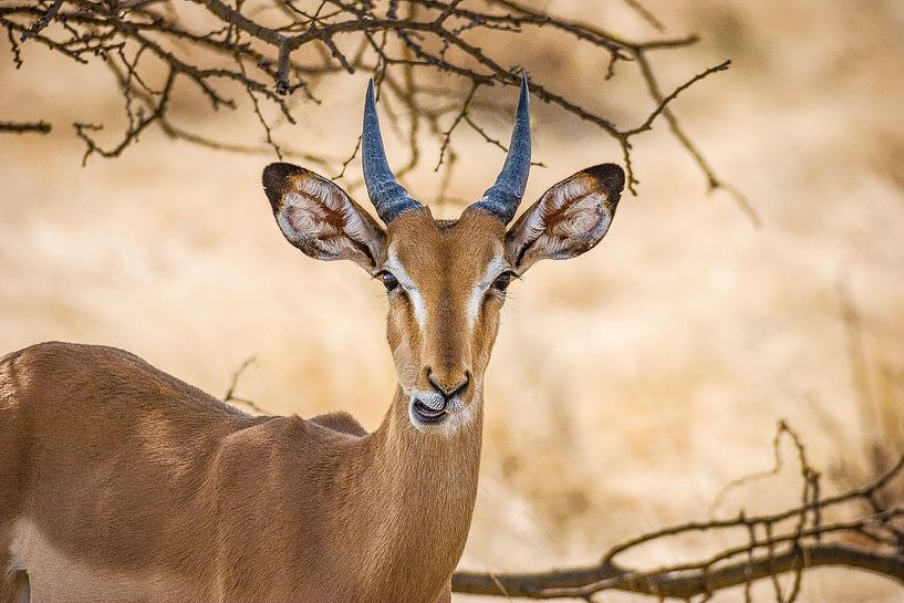 Springbok par Guus Quaedvlieg