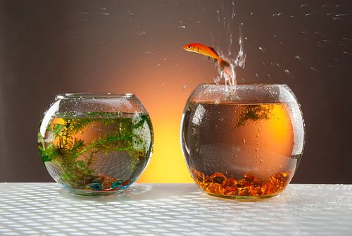 springender Goldfisch