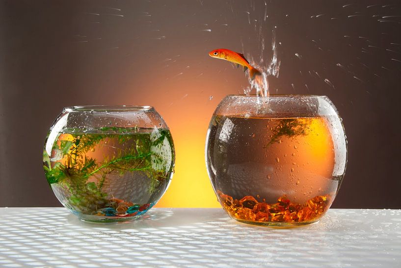 leaping goldfish by Gerhard de Wit