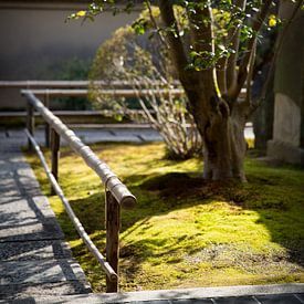Zen im Morgenlicht - Bambus und Moos in Kyoto von Patrick Kilb