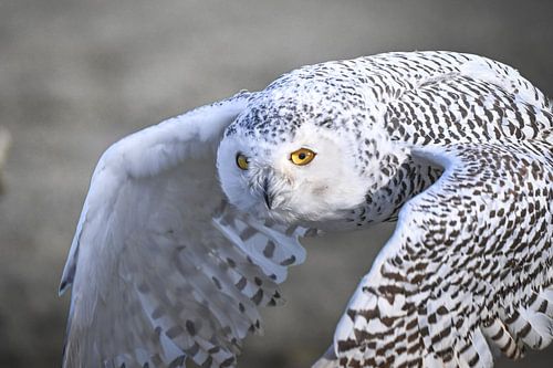 Snow Owl in flight