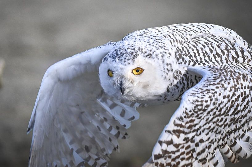Schneeeule im Flug von Jack Soffers