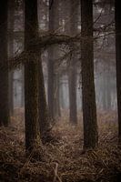 The woods II