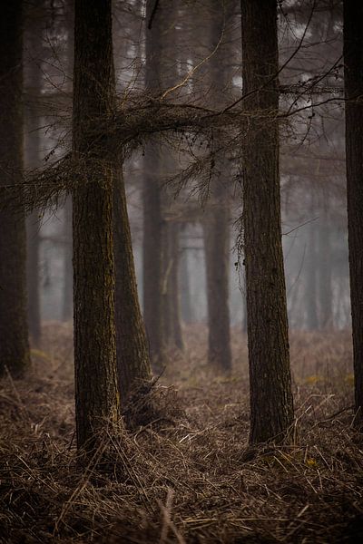 The woods II van Bram van Kattenbroek