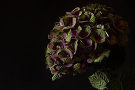 Noctum Bloom von Cindy Coenen Fine Art Photography