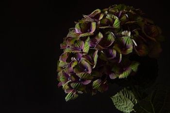 Noctum Bloom
