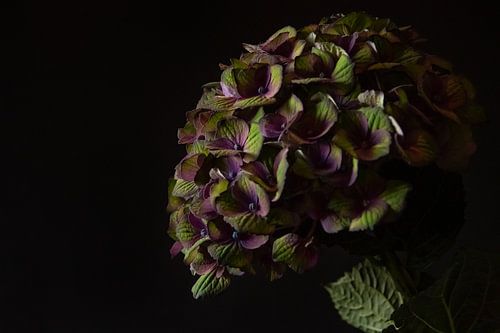 Nocturne bloom