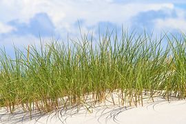 Fresh green grass in the summer wind on a dune