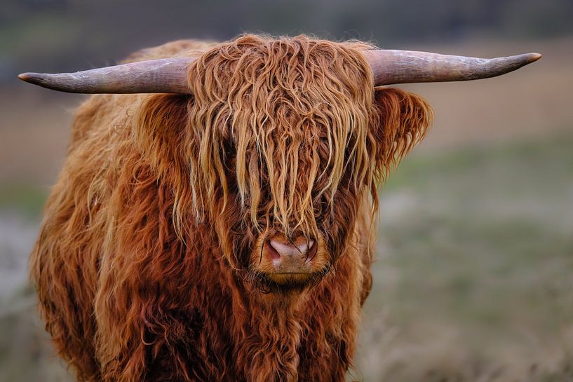 Scottish Highlander in the landscape by eric van der eijk