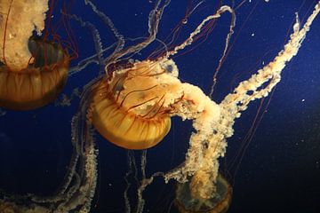 jellyfish by Jop Fotografie