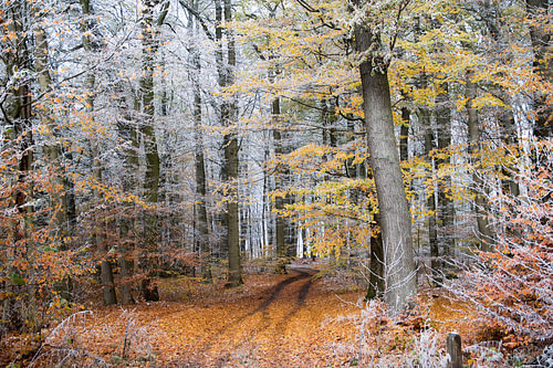 Winteranfang auf einem herbstlichen Waldweg mit buntem Laub und weißem Raureif auf den Zweigen