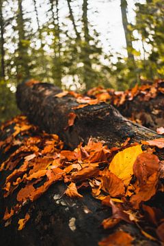 Herbstblätter