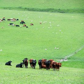 Wales cows in the meadow by Rene du Chatenier