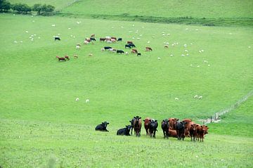 Wales koeien in de weide van Rene du Chatenier