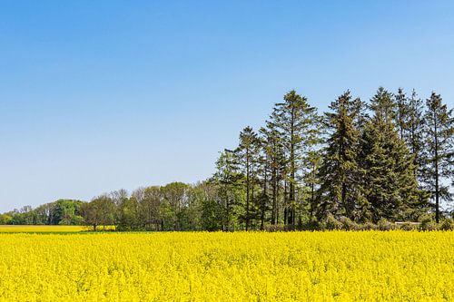 Bloeiend koolzaadveld en bomen bij Parkentin in de lente