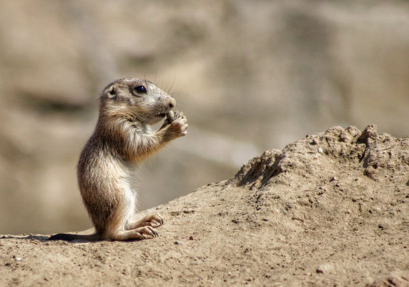 Baby prairie dog by Fabienne Kruithof