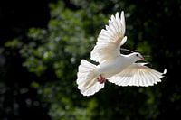 Witte duif met tak in snavel