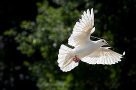 White dove with branch in beak