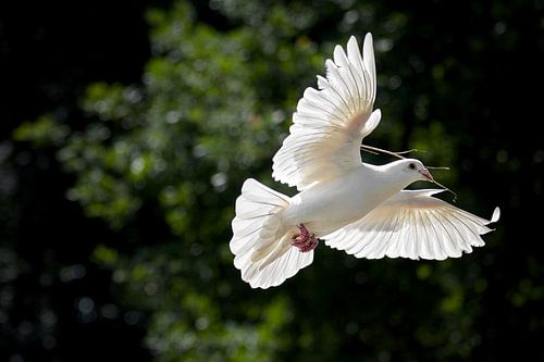 White dove with branch in beak