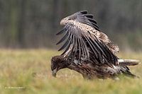 Weißkopfseeadler
