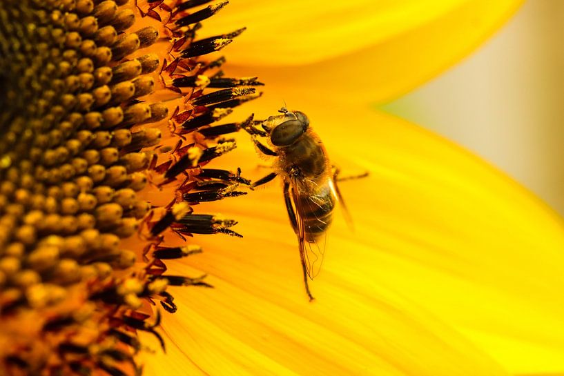 Bee with sunflower by Joyce Kelly Photography
