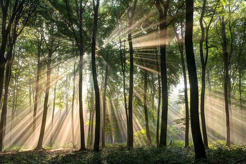 Sonnenstrahlen in einem Laubwald von Luuk Belgers