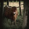 Scottish Highlander by Saskia Schotanus