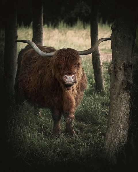 Schottischer Highlander von Saskia Schotanus