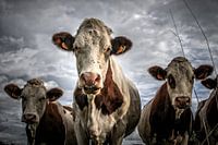 Cows