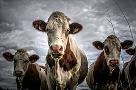 Cows by Eppo Karsijns