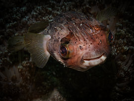 Arothron stellatus sur Enak Cortebeeck