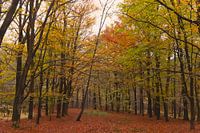 Autumn symphony at The Driesprong