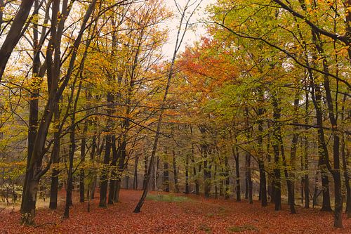 Herfstsymfonie op De Driesprong