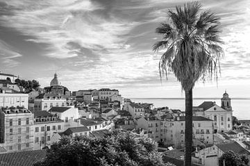 Black and white of Alfama in Lisbon, Portugal with palm tree. by Christa Stroo photography