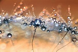 Pusteblume Sparkle von Julia Delgado