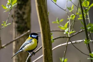 Gesang im Frühling