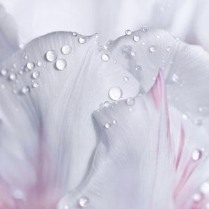 Wassertropfen