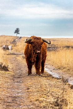 Le Highlander écossais sur la voie