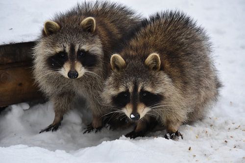 Wasberen in de lente