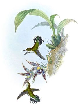 Bonte zolingende vogel, John Gould van Hummingbirds