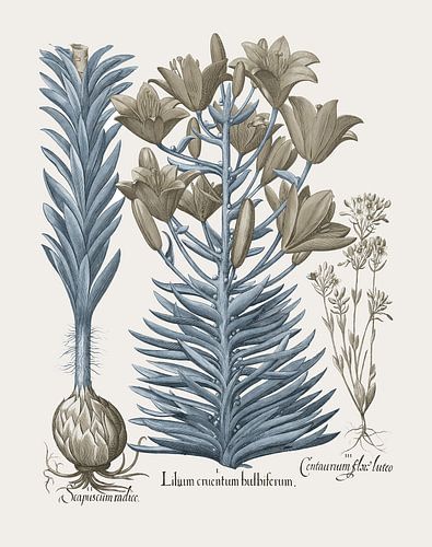 Basilius Besler-Oranje lelie met bulbil Late bloeiende blackstonia