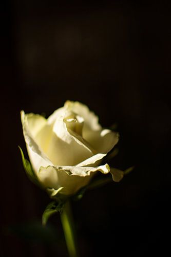 Weiße Rose