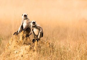 On top of the world van Claudia van Zanten